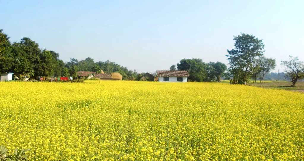 तोरी उत्पादनमा रेकड राख्दै दाङ