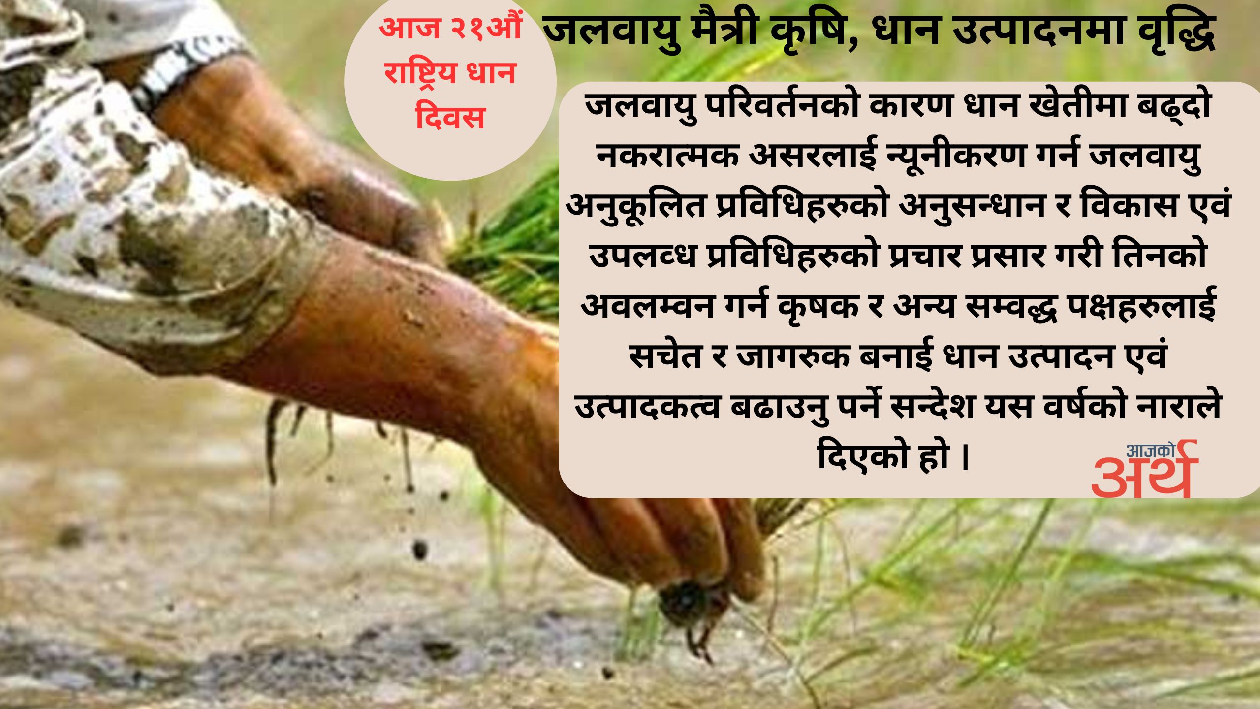 आज २१औं राष्ट्रिय धान दिवस :“जलवायु मैत्री कृषि, धान उत्पादनमा वृद्धि“ भन्ने नाराका साथ देशभरै मनाइदै