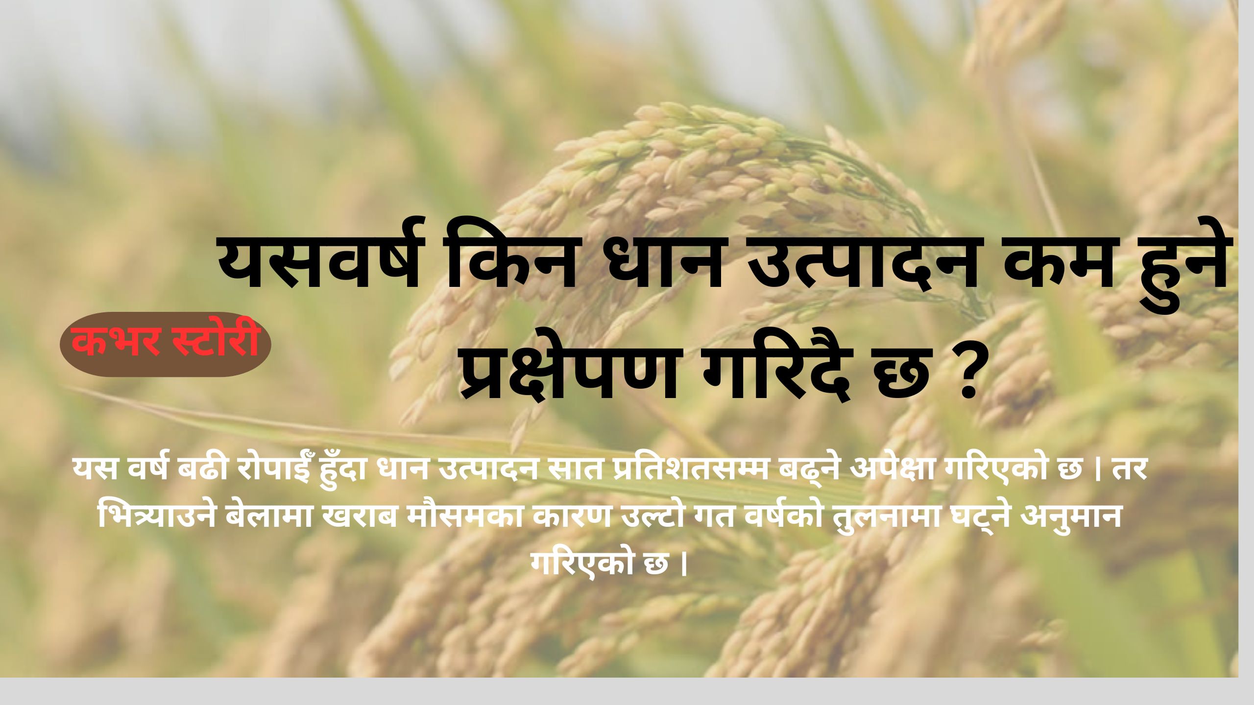 यसवर्ष किन धान उत्पादन कम हुने प्रक्षेपण गरिदै छ ?